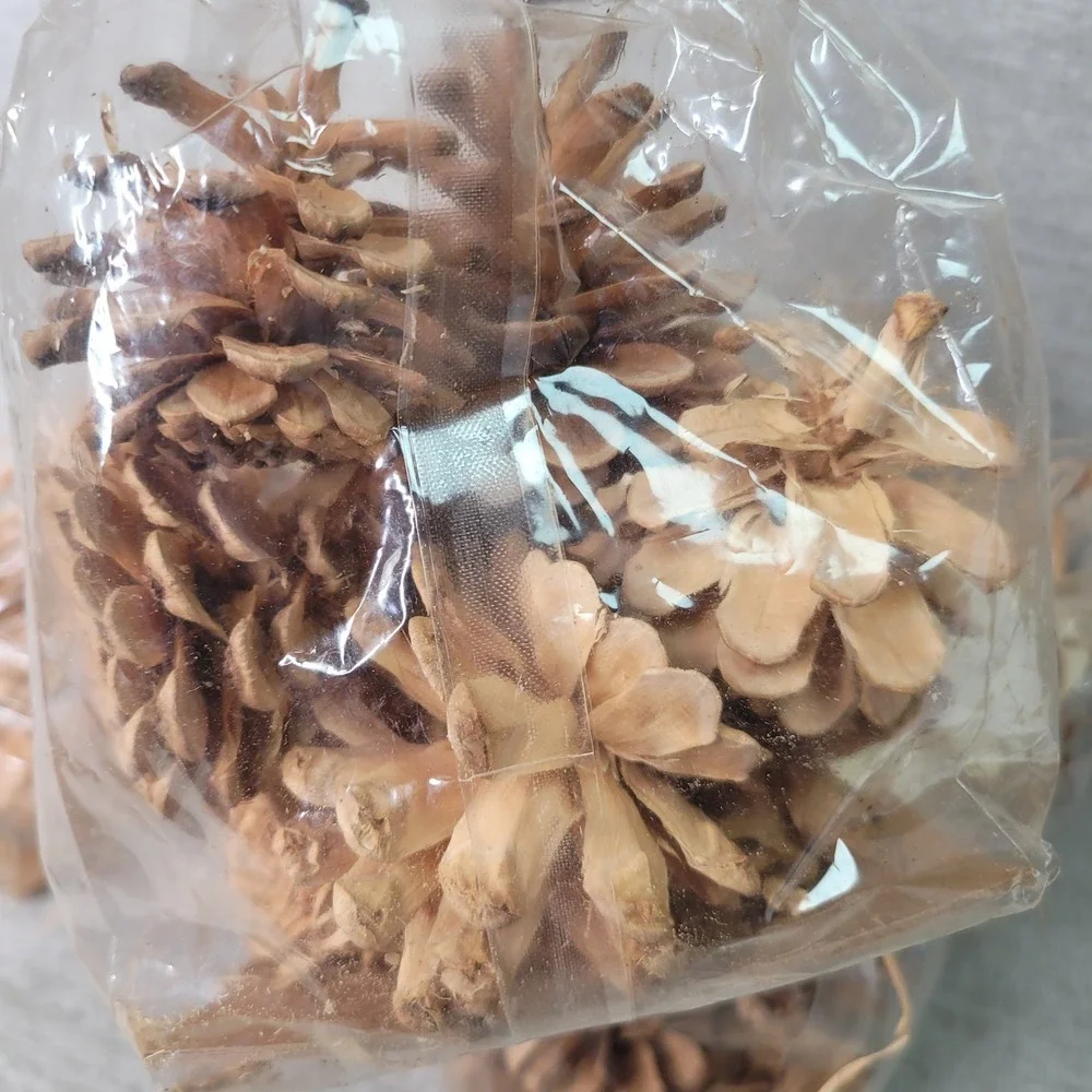 Pottery Barn Small Bleached Pinecones 5 Bags Decorative Bowl or Vase Filler NEW